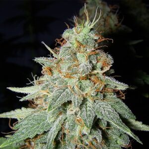Feminized Seeds Big Buddha Cheese type from Big Buddha Seeds.