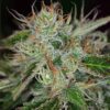 Feminized Seeds of Big Buddha Cheesy Dick type from Big Buddha Seeds
