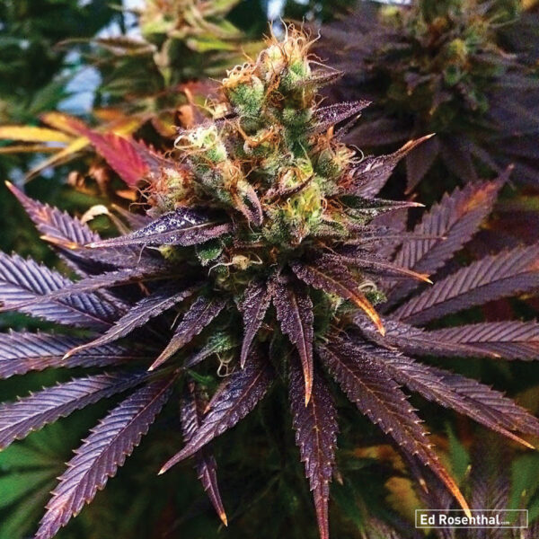 A close-up of a mature cannabis flower with visible trichomes and deep purple leaves.