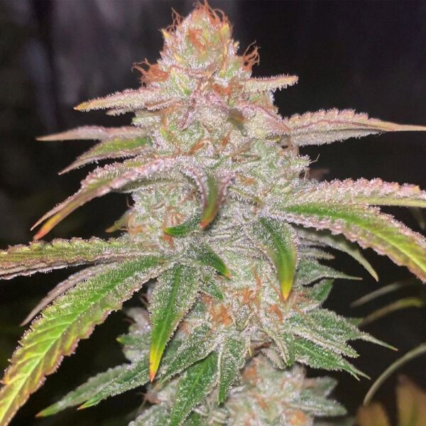 Close-up of a cannabis bud covered in trichomes with orange pistils and green leaves.
