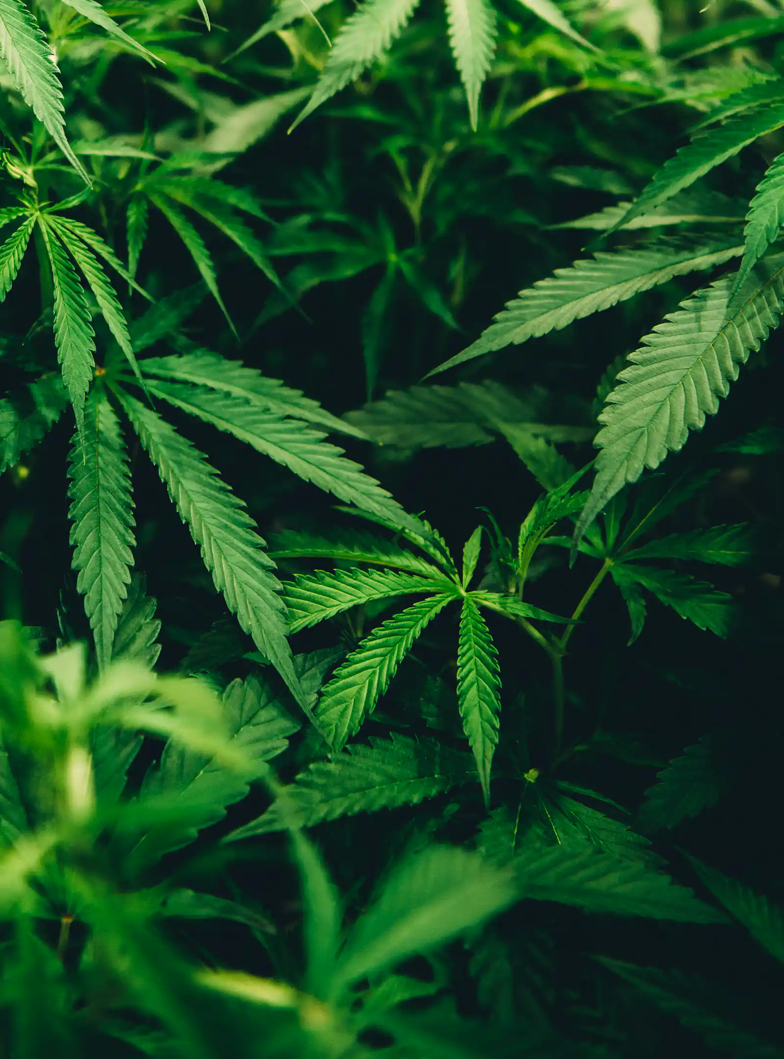 Close-up of lush green cannabis leaves in a natural growth environment, showcasing healthy foliage and vibrant colors