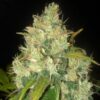 Delicious Seeds' Black Russian Feminized seeds are delicious and delightful.