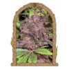 Detailed close-up of a purple cannabis bud surrounded by green leaves, framed by an ornate wooden arch with carved patterns and leaf motifs.