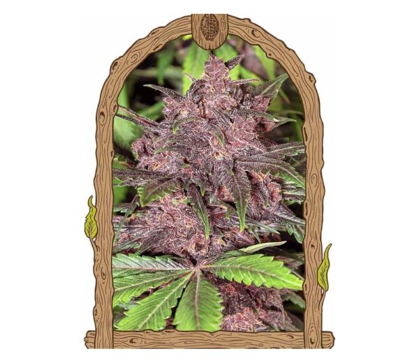 Detailed close-up of a purple cannabis bud surrounded by green leaves, framed by an ornate wooden arch with carved patterns and leaf motifs.