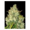 Von Delicious Seeds Delicious Seeds Black Russian Feminized.Close-up of a cannabis bud covered in trichomes with visible leaves.