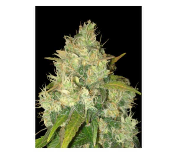 Von Delicious Seeds Delicious Seeds Black Russian Feminized.Close-up of a cannabis bud covered in trichomes with visible leaves.