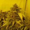 Von Delicious Seeds Delicious Seeds Black Russian Feminized.Cannabis plants with dense buds and broad leaves, under yellow-tinted lighting.