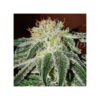 Von Delicious Seeds Delicious Seeds Black Russian Feminized.Close-up of a cannabis bud heavily coated in trichomes with vibrant orange pistils.