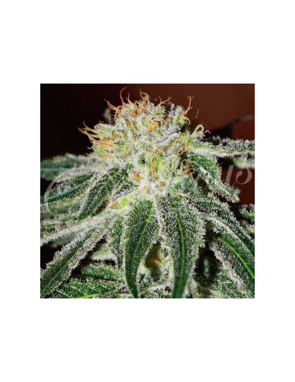 Von Delicious Seeds Delicious Seeds Black Russian Feminized.Close-up of a cannabis bud heavily coated in trichomes with vibrant orange pistils.