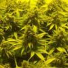 Dense cannabis plants flourishing under yellow grow lights.