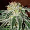 Close-up of a cannabis bud covered in crystalline trichomes with vivid orange pistils.
