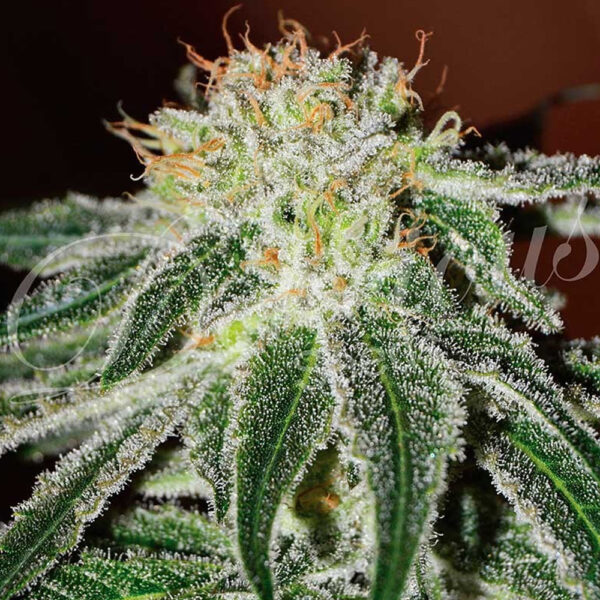 Close-up of a cannabis bud covered in crystalline trichomes with vivid orange pistils.