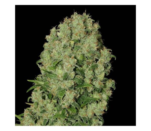 Detailed close-up of a cannabis bud showing dense clusters of trichomes and pistils.
