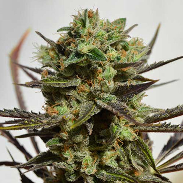 Von Delicious Seeds Delicious Seeds Candy Feminized.Close-up of a mature cannabis bud, densely covered in trichomes and surrounded by pointed leaves.