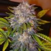 Seeds Delicious Caramelo Feminized type from Delicious Seeds.