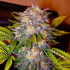 Von Delicious Seeds Delicious Seeds Caramelo Feminized.Close-up of a vibrant cannabis flower with dense crystalline trichomes and purple-hued leaves.