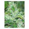Close-up photograph of a cannabis bud covered in trichomes with the text "Delicious Seeds" overlaid.