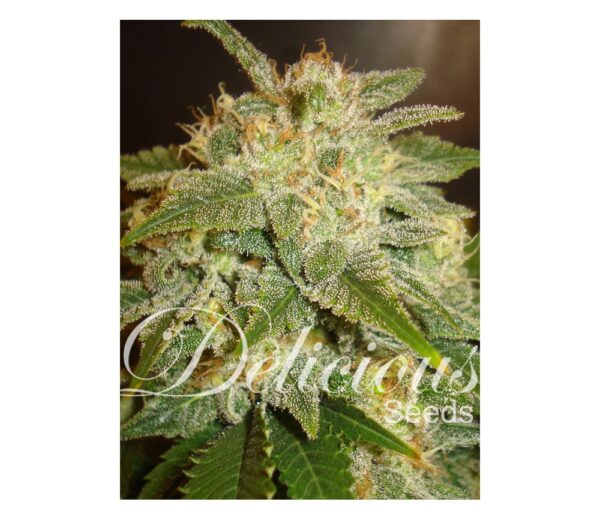Von Delicious Seeds Delicious Seeds La Bella Afrodita Auto Feminized.Close-up image of a cannabis plant with dense trichomes and vibrant green leaves, featuring the watermark "Delicious Seeds."