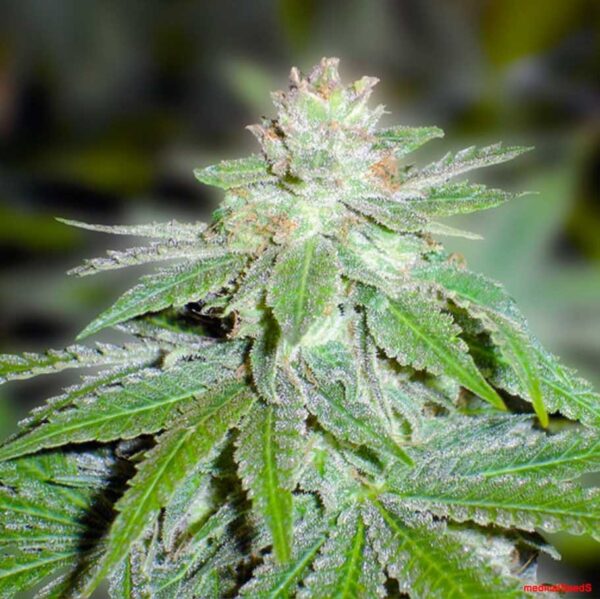 Close-up image of a cannabis plant showing a frosty trichome-covered bud surrounded by green leaves.