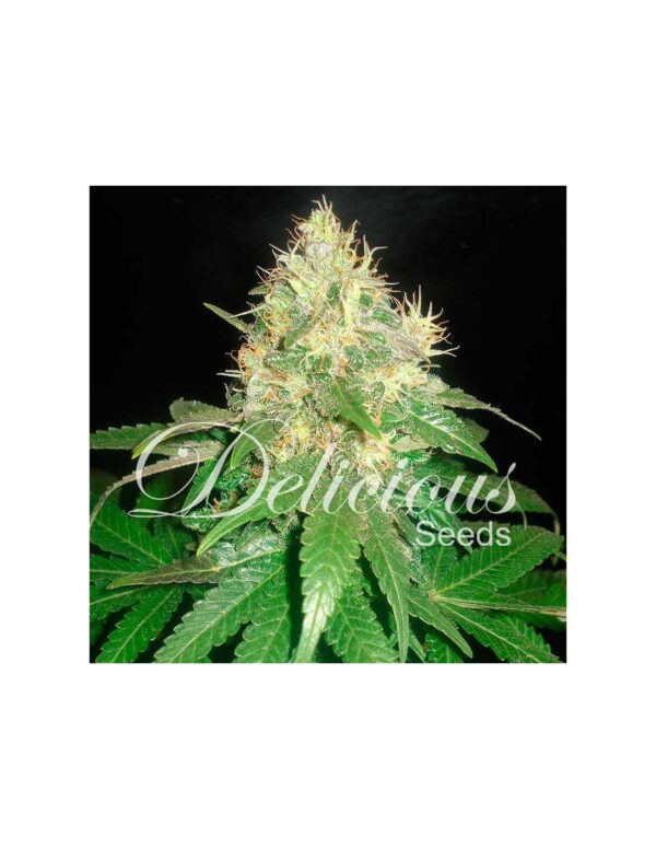 Close-up photo of a cannabis plant with prominent green leaves and dense buds covered in trichomes, with the text "Delicious Seeds" overlayed.