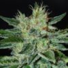 Delicious Seeds Sugar Black Rose Feminized seeds from Delicious Seeds.