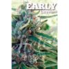 Von Delicious Seeds Delicious Seeds Sugar Black Rose Feminized.Close-up of a cannabis plant with visible trichomes and the text "EARLY Version" superimposed at the top.