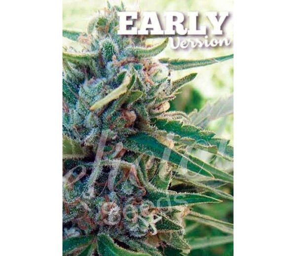 Von Delicious Seeds Delicious Seeds Sugar Black Rose Feminized.Close-up of a cannabis plant with visible trichomes and the text "EARLY Version" superimposed at the top.