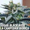 Close-up image of Sugar Black Rose cannabis plant with dense buds heavily covered in crystalline trichomes.