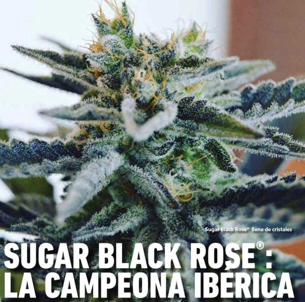 Close-up image of Sugar Black Rose cannabis plant with dense buds heavily covered in crystalline trichomes.