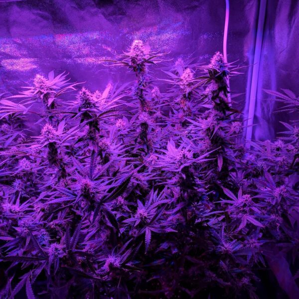 Cannabis plants illuminated by purple LED grow lights, showing dense foliage and mature buds.