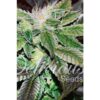 Close-up of a cannabis plant showing detailed trichomes and leaf textures with visible branding "Delicious Seeds".
