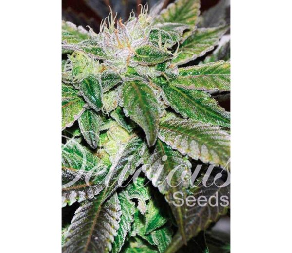 Close-up of a cannabis plant showing detailed trichomes and leaf textures with visible branding "Delicious Seeds".