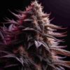 Close-up of a vibrant cannabis flower displaying a rich array of colors with prominent purple leaves and orange trichomes.