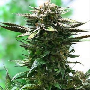 Feminized Blue Moonshine seeds from Dutch Passion Seeds.