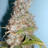 Von Dutch Passion Seeds Dutch Passion Blue Moonshine Feminized.Close-up of a cannabis bud densely covered in trichomes with surrounding leaves displayed.