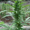 Close-up of a cannabis plant with detailed view of the leaves and budding flowers.