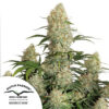 Close-up of a mature cannabis plant with dense, trichome-rich buds surrounded by vibrant green leaves.