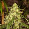 Feminized Mekong High seeds from Dutch Passion Seeds.