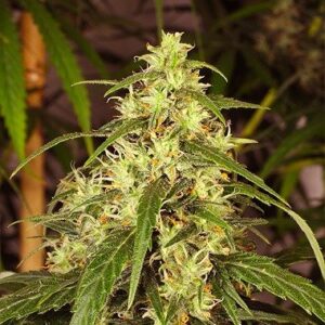 Feminized Mekong High seeds from Dutch Passion Seeds.