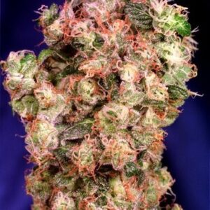 Dutch Passion Seeds offers Feminized Oasis Seeds of the Dutch Passion variety.