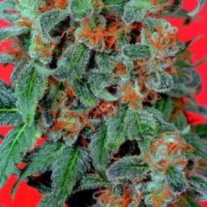 Feminized Orange Bud seeds from Dutch Passion Seeds.