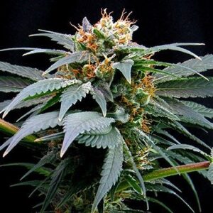 Dutch Passion Seeds presents Feminized Ortega Indica seeds from Dutch Passion Seeds.