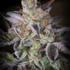 A close-up photograph of a mature cannabis bud covered in crystalline trichomes, with visible orange pistils and green leaves.