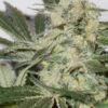 A close-up of a cannabis plant showing a dense, frosty bud with vibrant orange hairs and a coating of trichomes.