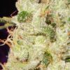 Von Dutch Passion Seeds Dutch Passion Ortega Indica Feminized.Close-up image of a cannabis bud heavily coated in trichomes, exhibiting a frosty appearance with fine hairs and small green leaves visible.