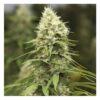 Close-up image of a mature cannabis plant showing a large bud covered in trichomes with visible leaves extending outward.