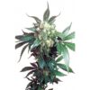 A close-up image of a mature cannabis plant with prominent frosty trichomes on the buds and lush green leaves.