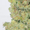 A close-up image of a CBD Skunk Haze cannabis bud, which is vividly detailed showing trichomes and pistils on its surface.