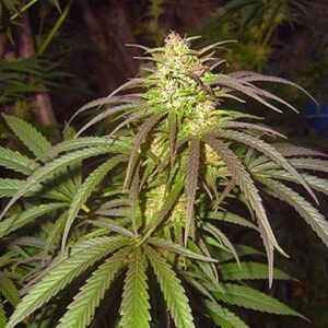 Pamir Gold feminized seeds from Dutch Passion Seeds.