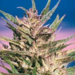 Feminized Dutch Passion Seeds Passion #1 seeds from Dutch Passion Seeds.